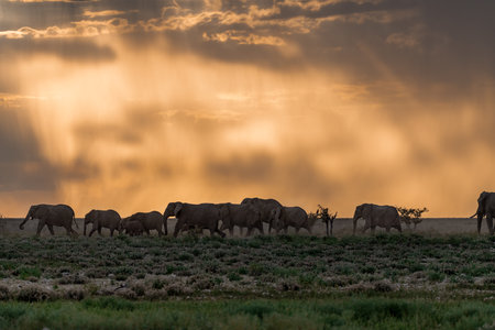 African Elephants at sunsetの写真素材