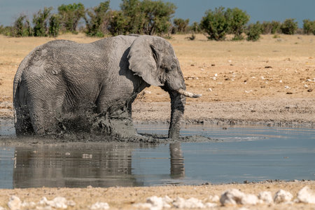 Elephant at a waterhole in Etosha National Park, Namibiaの写真素材
