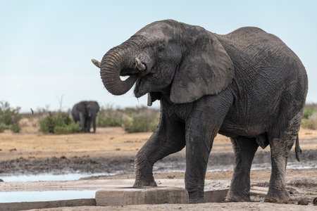 Elephant at a waterhole in Chobe National Park, Botswana, Africa