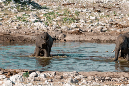 Elephants at a waterhole in Chobe National Park, Botswana, Africaの写真素材