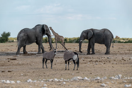 Elephants in the Etosha National Park, Namibiaの写真素材