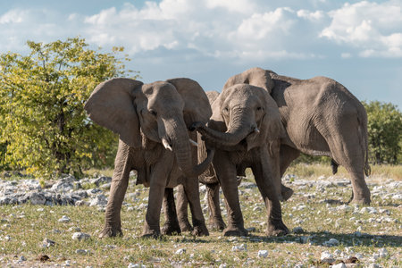 Herd of elephants in Chobe National Park, Botswana, Africaの写真素材