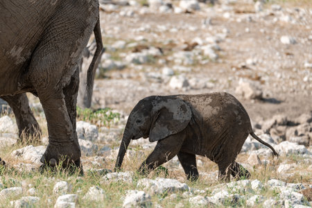 Baby elephant in the Etosha National Park, Namibia.の写真素材