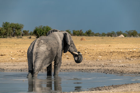 Elephant drinking water in Chobe National Park, Botswana, Africaの写真素材