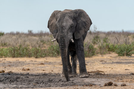 Elephant in the Chobe National Park, Botswana, Africaの写真素材
