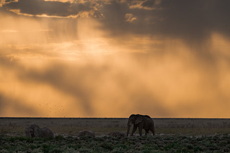 Elephant at sunset in Okavango Delta, Botswana, Africaの写真素材