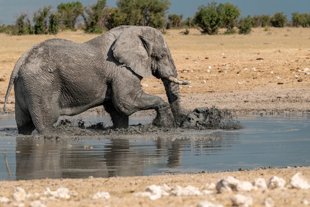 Elephant at a waterhole in Chobe National Park, Botswana, Africaの写真素材