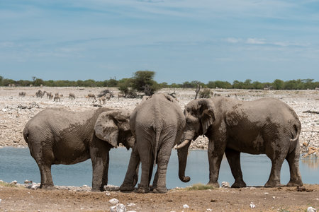 Elephants in Chobe National Park, Botswanaの写真素材