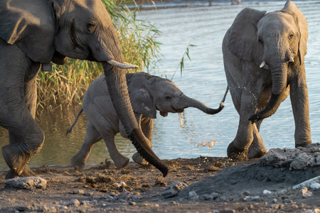 Elephants at a waterhole in Chobe National Park, Botswana, Africaの写真素材