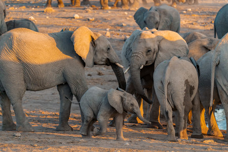 Elephants in Africaの写真素材