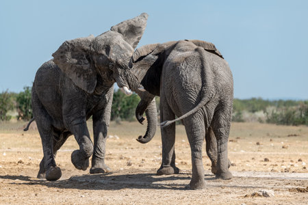 Elephants in Chobe National Park, Botswana, Africaの写真素材