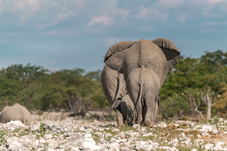 African elephant in Chobe National Park, Botswana, Africa.の写真素材