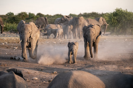Elephants in Chobe National Park, Botswana, Africaの写真素材
