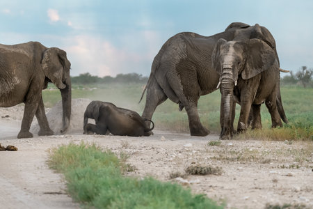 Elephants in Chobe National Park, Botswana, Africaの写真素材