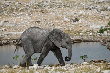 African elephant, Loxodonta Africana, single mammal in water, Etosha National Park, Namibia