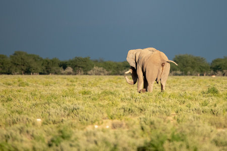 Elephant in Chobe National Park, Botswana, Africa.の写真素材
