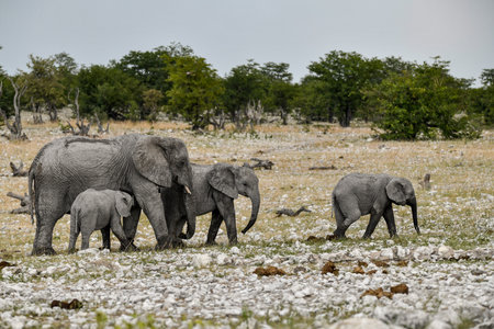 Elephants in Chobe National Park, Botswana, Africaの写真素材