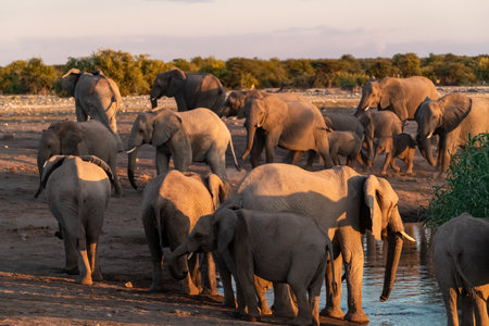 Herd of African Elephants at Chobe National Park, Botswana, Africaの写真素材