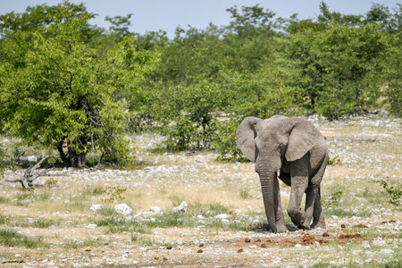 Elephant in the Okavango Delta - Moremi National Park in Botswanaの写真素材