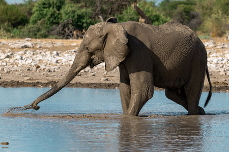 Elephant at a waterhole in Chobe National Park, Botswana, Africaの写真素材