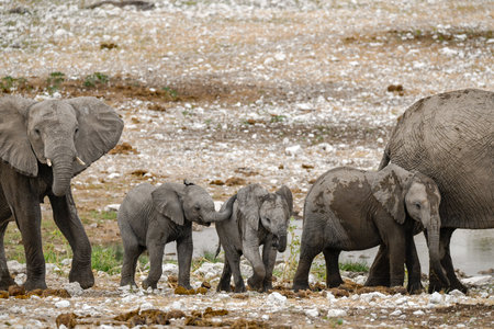 Elephants in Chobe National Park, Botswana, Africaの写真素材