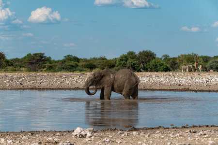 Elephants in Chobe National Park, Botswana, Africaの写真素材