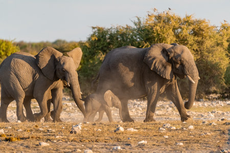 Elephants in Chobe National Park, Botswana, Africaの写真素材