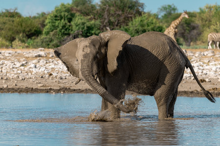 Elephant at a waterhole in Botswana, Africaの写真素材