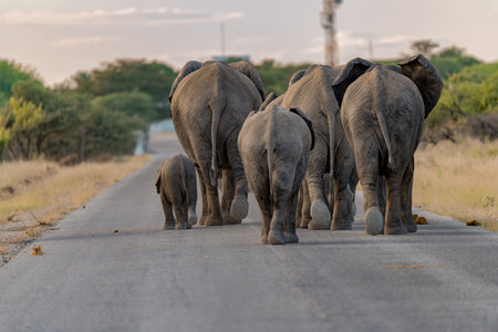 Elephants in Chobe National Park, Botswana, Africa