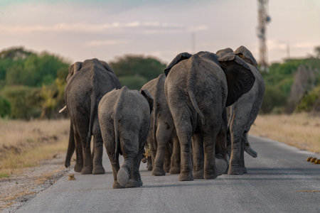 Elephants in Chobe National Park, Botswana, Africaの写真素材