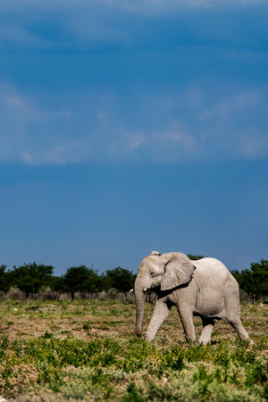 African elephant in Chobe National Park, Botswana, Africa.の写真素材
