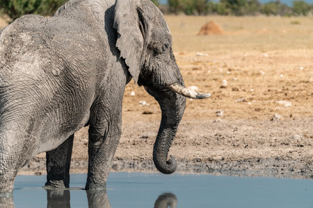 Elephant drinking at a waterhole in Chobe National Park, Botswana, Africaの写真素材