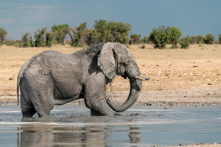 Elephant at a waterhole in Chobe National Park, Botswana, Africaの写真素材