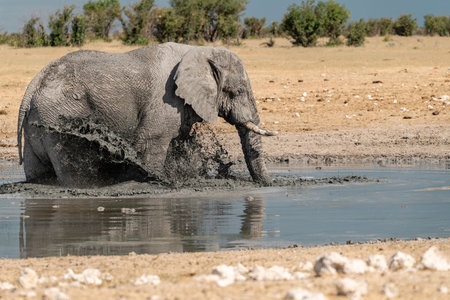 Elephant at a waterhole in Etosha National Park, Namibiaの写真素材