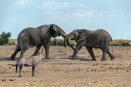 Elephants in Chobe National Park, Botswana, Africaの写真素材