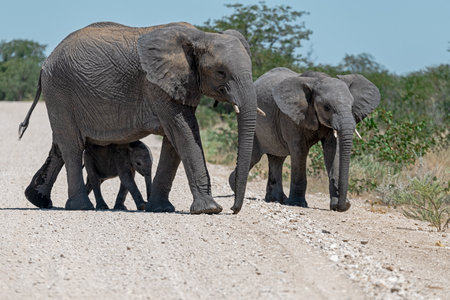 Herd of African Elephants - Loxodonta Africanaの写真素材