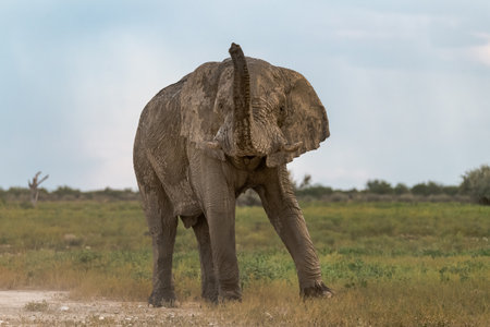 Elephant in Chobe National Park, Botswana, Africa.の写真素材