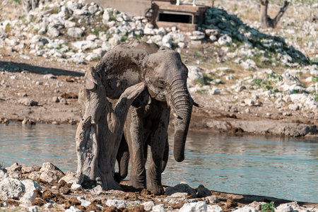 Elephant at a waterhole in Etosha National Park, Namibiaの写真素材