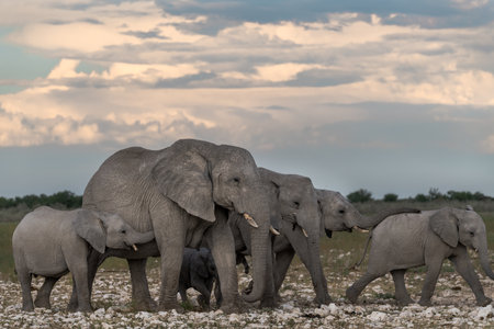 Elephants in Chobe National Park, Botswana, Africaの写真素材