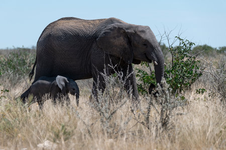 Elephants in Chobe National Park, Botswana, Africaの写真素材