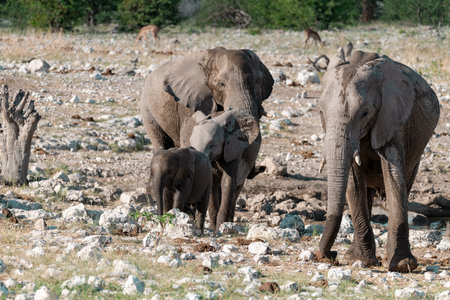 Elephants in Chobe National Park, Botswana, Africaの写真素材