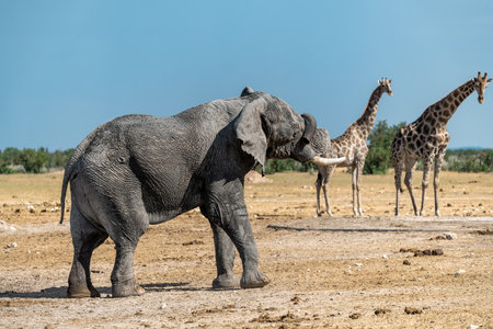 Elephants in the Etosha National Park, Namibiaの写真素材