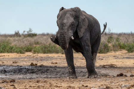 Elephant in the Chobe National Park, Botswana, Africaの写真素材