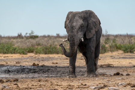 Elephant in the Chobe National Park, Botswana, Africaの写真素材