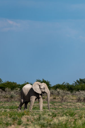 Elephant in the Chobe National Park, Botswana, Africaの写真素材