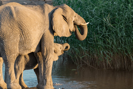 Elephant drinking water in Okavango Delta, Botswanaの写真素材