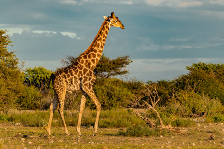 Giraffes in the Etosha National Park, Namibiaの写真素材