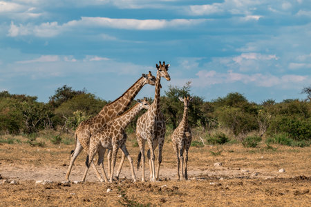 Giraffe family in Chobe National Park, Botswana, Africaの写真素材