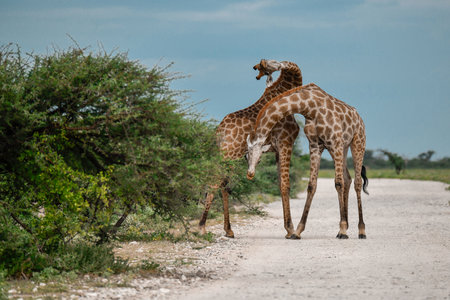 Two Giraffes walking on the road in the Chobe National Park, Botswana.の写真素材