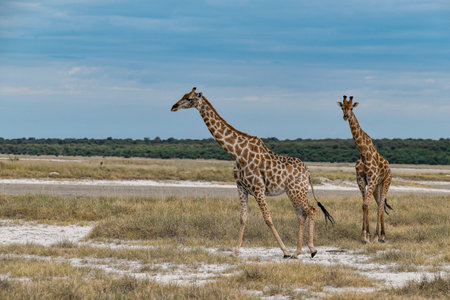 Giraffes in the Etosha National Park, Namibiaの写真素材